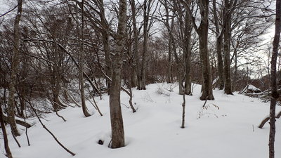 P1191748.JPG (3.07 MiB) 閲覧された回数 4311 回 そこそこのブナがありました