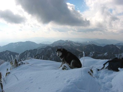 ● 元気な頃のサンデーと山泊でしたワン