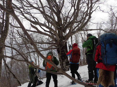 音波山頂上近くの千手ブナ