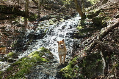 ワサビ谷で水遊び