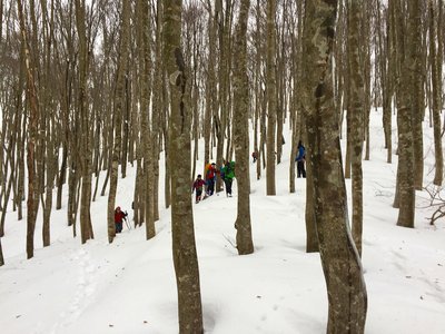 IMG_8225.jpg (676.01 KiB) 閲覧された回数 9006 回 ブナ林