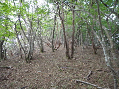 1.JPG (146.36 KiB) 閲覧された回数 8729 回 カクレグラに向かう尾根