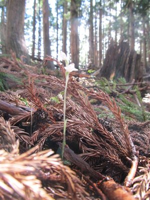 IMG_4393.jpg (151.89 KiB) 閲覧された回数 7536 回 小さい白い花はピントが合わないなぁ