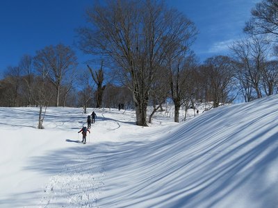巨大な山毛欅を見ながら