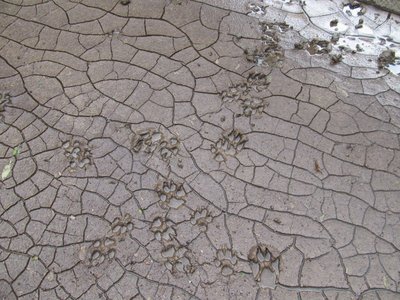 shibakenさんの泥プリント？