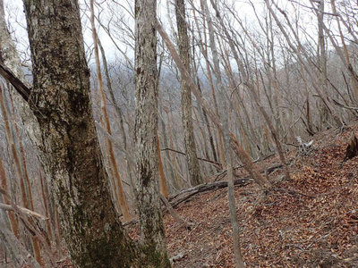 P3120149.jpg (130.41 KiB) 閲覧された回数 8350 回 ブナ、ナラ、ヒメシャラ混交林