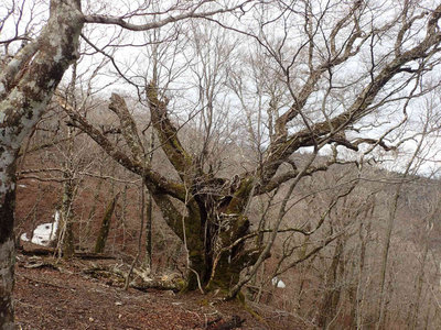 P3120154.jpg (131.17 KiB) 閲覧された回数 8350 回 ハカノ谷の大ブナ