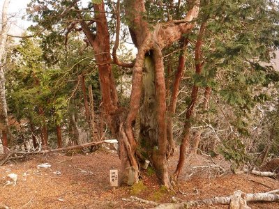 千秋社ご神木。