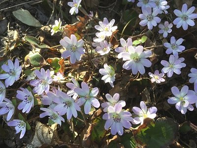 IMG_3917.jpg (152.08 KiB) 閲覧された回数 2782 回 各種彩りの雪割草(オオミスミソウ)