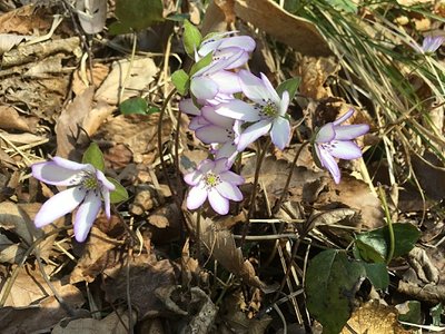 IMG_3935.jpg (163.38 KiB) 閲覧された回数 2782 回 ピンクの縁取り