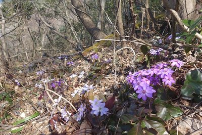 角田山の雪割草（オオミスミソウ）