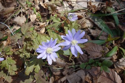 キクザキイチゲも。