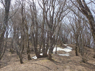 P3270023.jpg (127.23 KiB) 閲覧された回数 6278 回 国見山付近