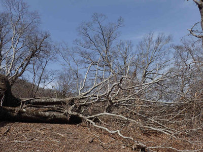 P3270033.jpg (118.18 KiB) 閲覧された回数 5859 回 盆栽平