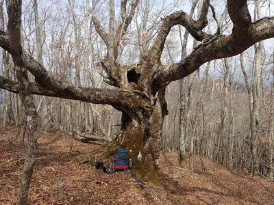 P3270042.jpg (127.57 KiB) 閲覧された回数 5862 回 P1316付近の大ブナ