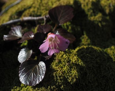 苔の上のイワウチワ.jpg (172.55 KiB) 閲覧された回数 1952 回 苔の上で花咲くイワウチワ