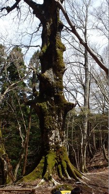 P5030828.jpg (247.03 KiB) 閲覧された回数 7970 回 ブナ?