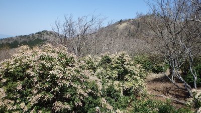 P5040959.jpg (236.54 KiB) 閲覧された回数 7963 回 アセビと赤ゾレ山