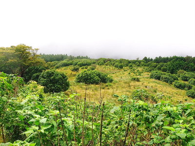 ● グミの木平、陽辺りの好いところ、シカ遊び場かな