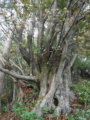 炭焼きに使われたアガリコ