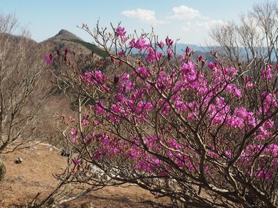 赤くや山とミツバツツジ.jpg (222.72 KiB) 閲覧された回数 4252 回 ミツバツツジと赤グラ山