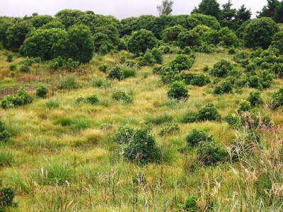 ● ここら当たりはフラットな所だ、５０人ぐらいはＯＫですよ。