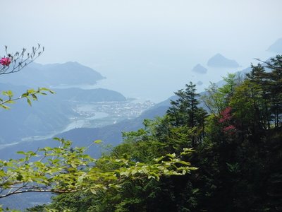 奥八町滝からのアケボノツツジと尾鷲湾