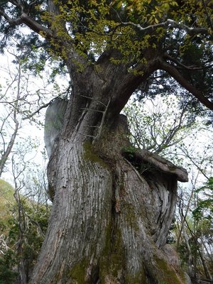 奥八町滝の目印の古木