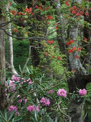ヤマツツジとシャクナゲ