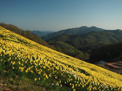 水仙.jpg (164.74 KiB) 閲覧された回数 3430 回 蓬莱山北斜面より