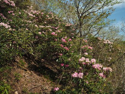 石楠花.jpg (200.88 KiB) 閲覧された回数 3430 回 ジャガ谷左岸尾根の石楠花