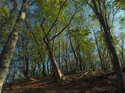 比良岳南尾根.jpg (164.28 KiB) 閲覧された回数 3430 回 比良岳南尾根