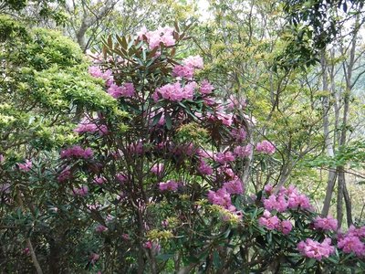 シャクナゲの尾根