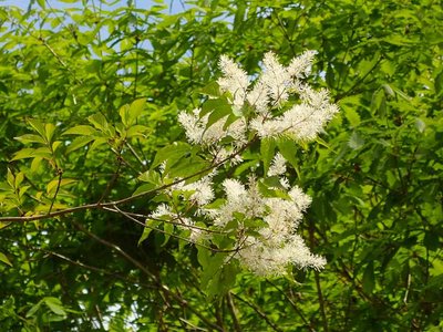 P5120003.jpg (88.14 KiB) 閲覧された回数 6134 回 アオダモ