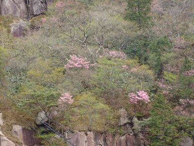 P5120032.jpg (98.1 KiB) 閲覧された回数 6132 回 アカヤシオ