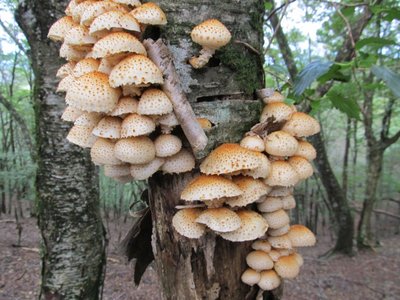 IMG_4489.jpg (140.55 KiB) 閲覧された回数 10053 回 ヌメリスギタケ?