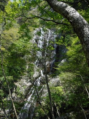 新緑の奥八町滝