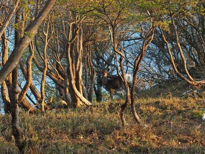 シカにシカとされなくてよかった