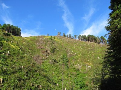 青空に月が出てるよ