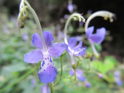 IMG_4526.jpg (66.04 KiB) 閲覧された回数 4323 回 カリガネソウ