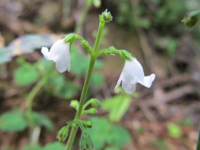 IMG_4551.jpg (63.29 KiB) 閲覧された回数 4323 回 スズコウジュ