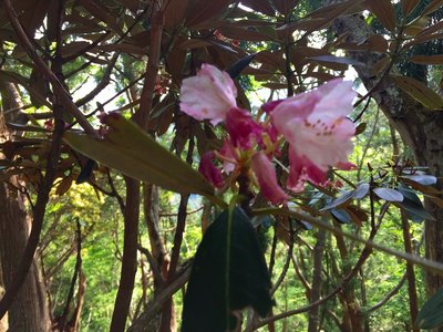 かろうじてあったシャクナゲの花