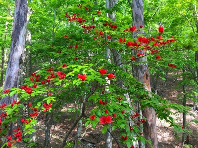 オレンジ色のツツジ