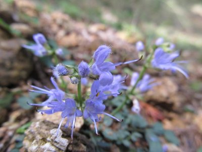 シマジノタムラソウ