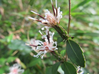 ナガバノコウヤボウキ