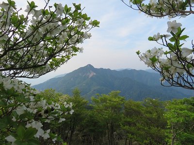 シロヤシオと鎌ヶ岳