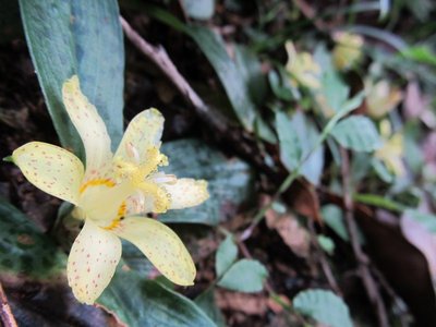 IMG_4541.jpg (86.73 KiB) 閲覧された回数 4323 回 数の子が付いているのかな?