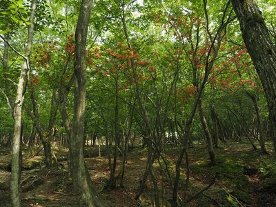 タケ谷のヤマツツジ.jpg