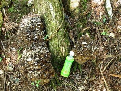 ３年越しのｍａｉちゃん。