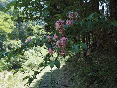 タニウツギ.jpg (205.67 KiB) 閲覧された回数 4004 回 タニウツギ